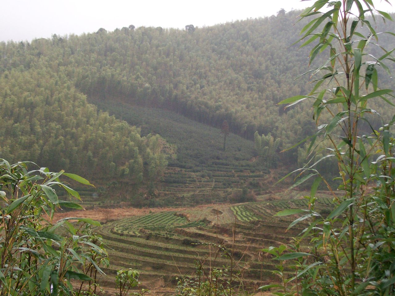 吳三地二千多棵百年老樅水仙（遠景）