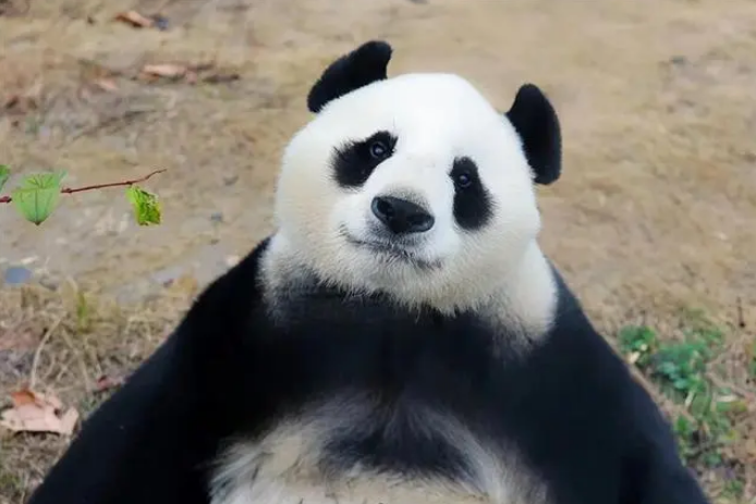 大熊貓清風