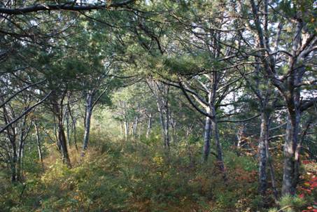 蟒頭山國家森林公園