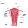 子宮內膜
