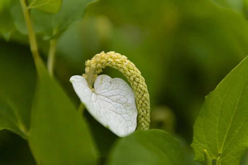 三白草(百節藕)