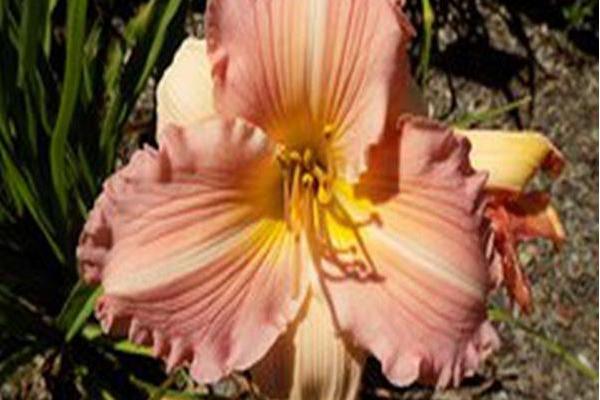 Hemerocallis \x27China Bride\x27