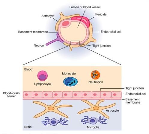 血腦屏障(血—腦屏障)