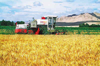 內蒙古河套平原的小麥