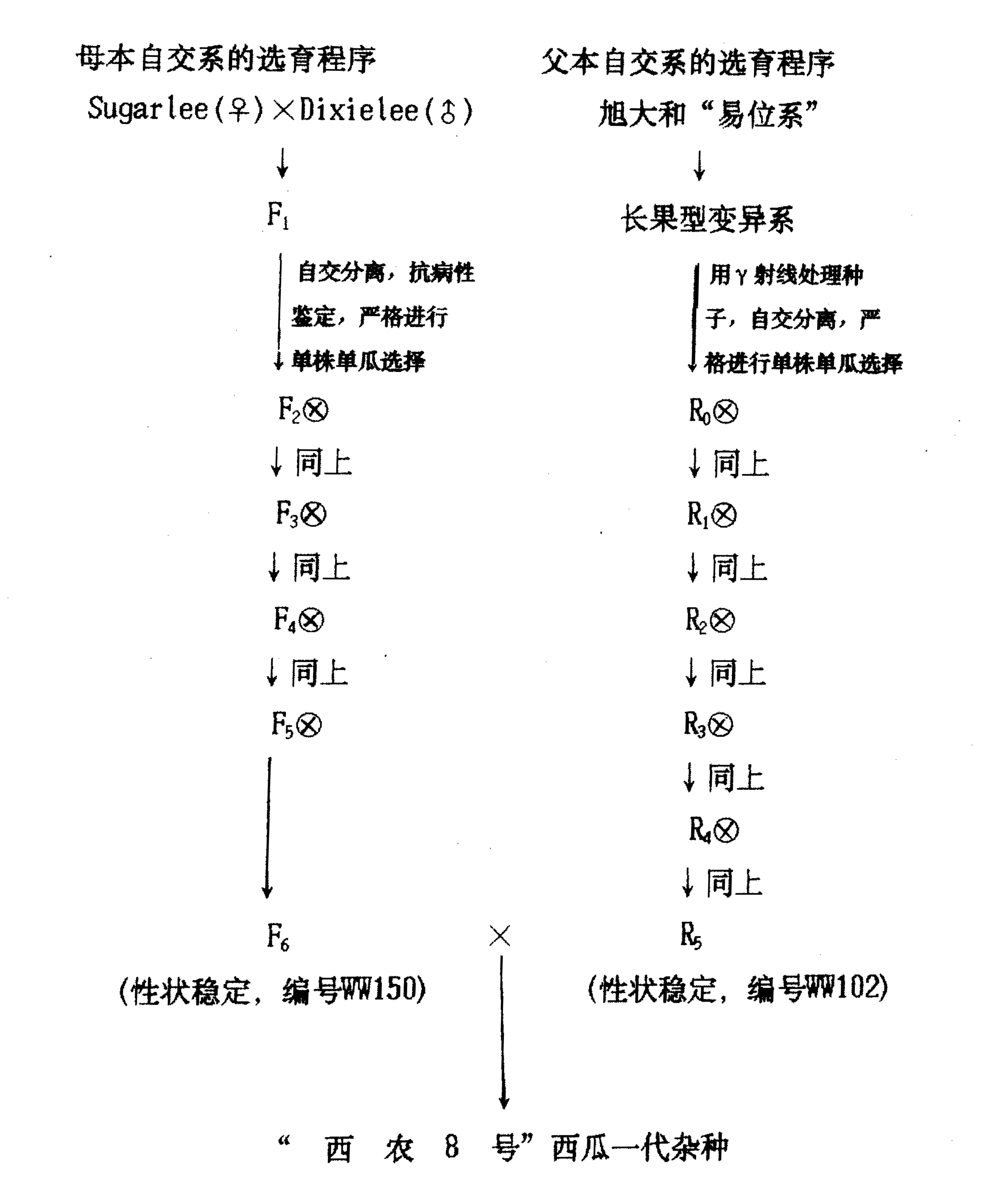 西瓜一代雜種的育種方法