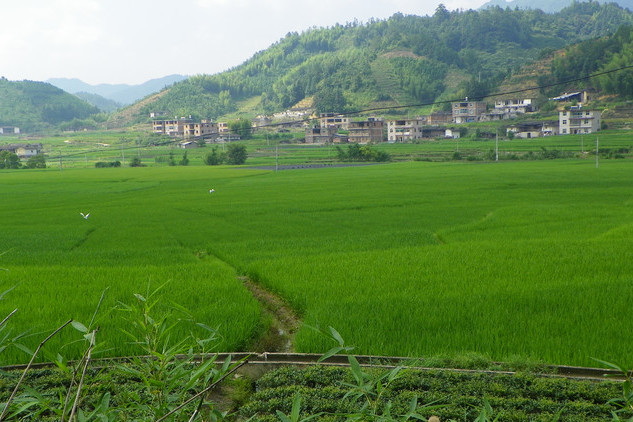 仙友村