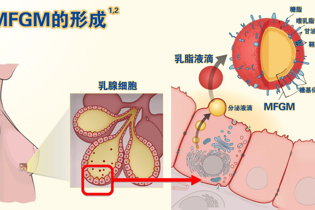 MFGM乳磷脂