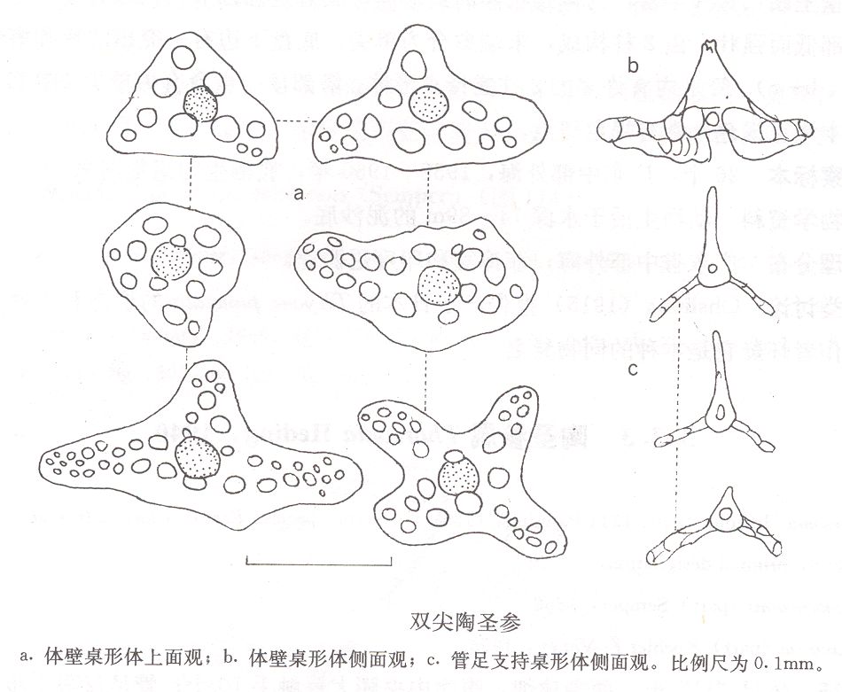 雙尖陶聖參 形態圖片