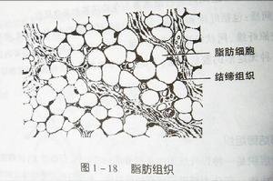 脂肪組織