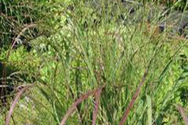 Panicum \x27Huron Solstice\x27