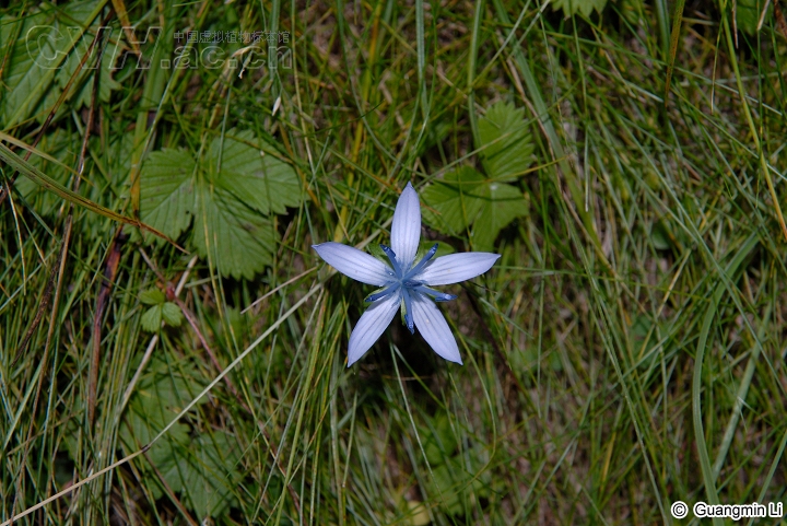 短藥肋柱花