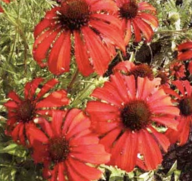 松果菊(Echinacea purpurea)