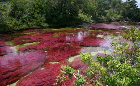 Cano Cristales