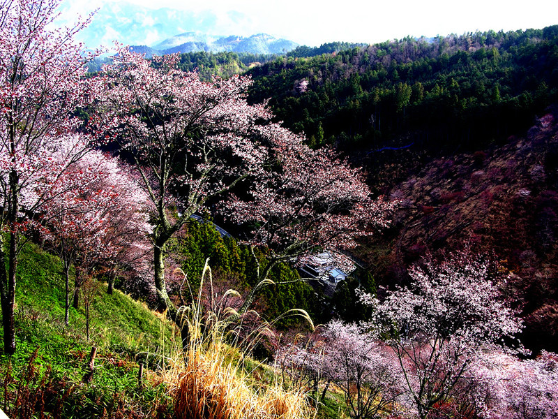 奈良縣吉野山櫻花