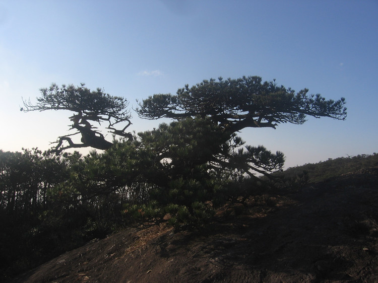 戴雲山的黃山松