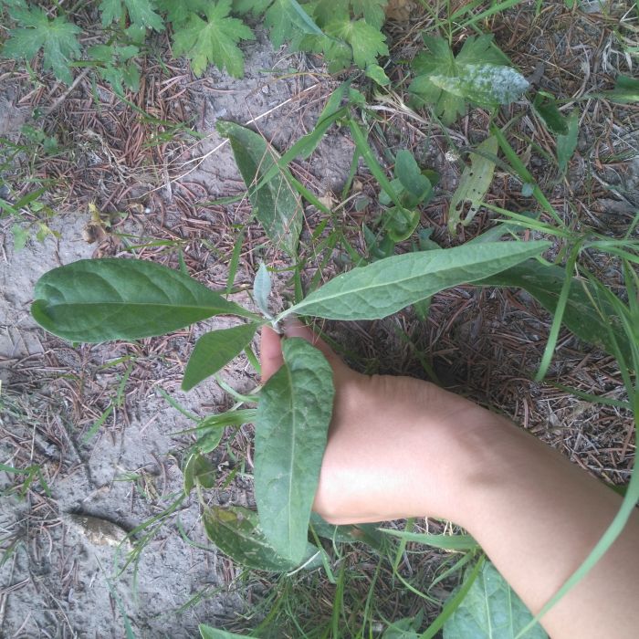 驢耳風毛菊(中藥材)