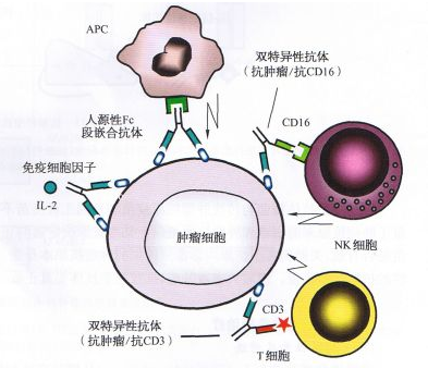 雙功能抗體