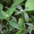 粗葉耳草(茜草科耳草屬植物)