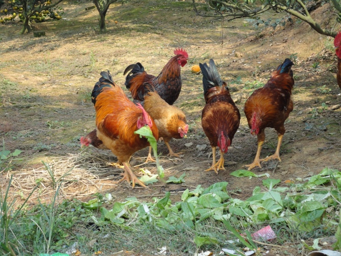 泉河村三組農戶自家散養的雙蓮雞