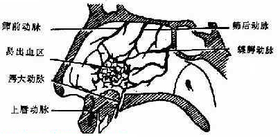 鼻腔主要動脈