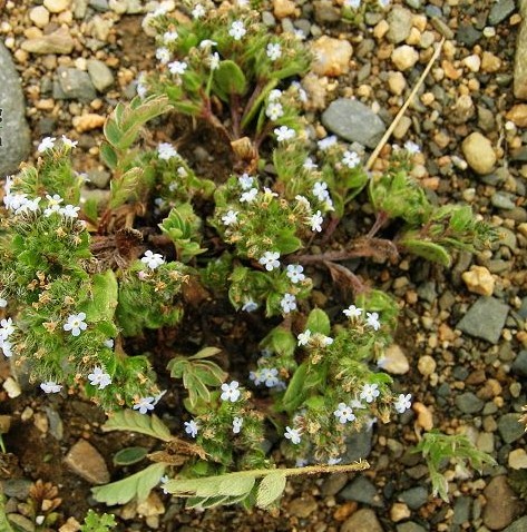 吉粟草屬