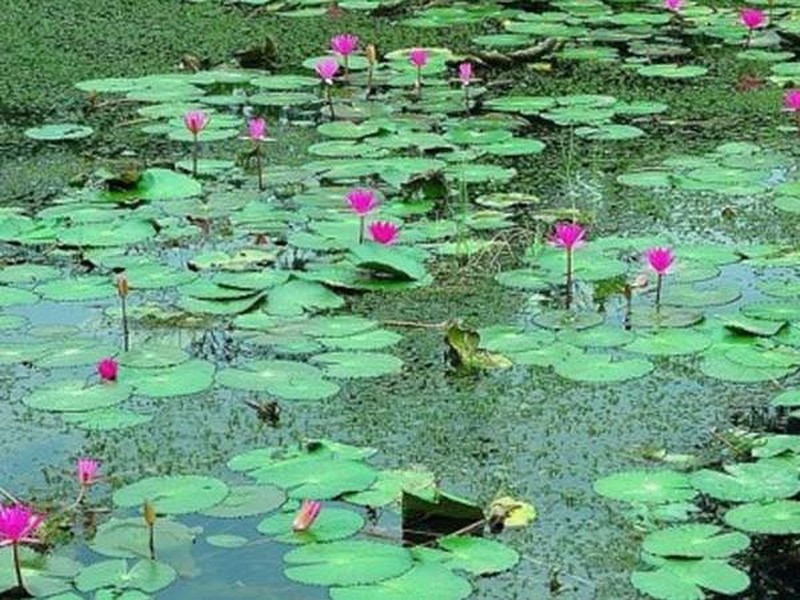 興隆熱帶花園