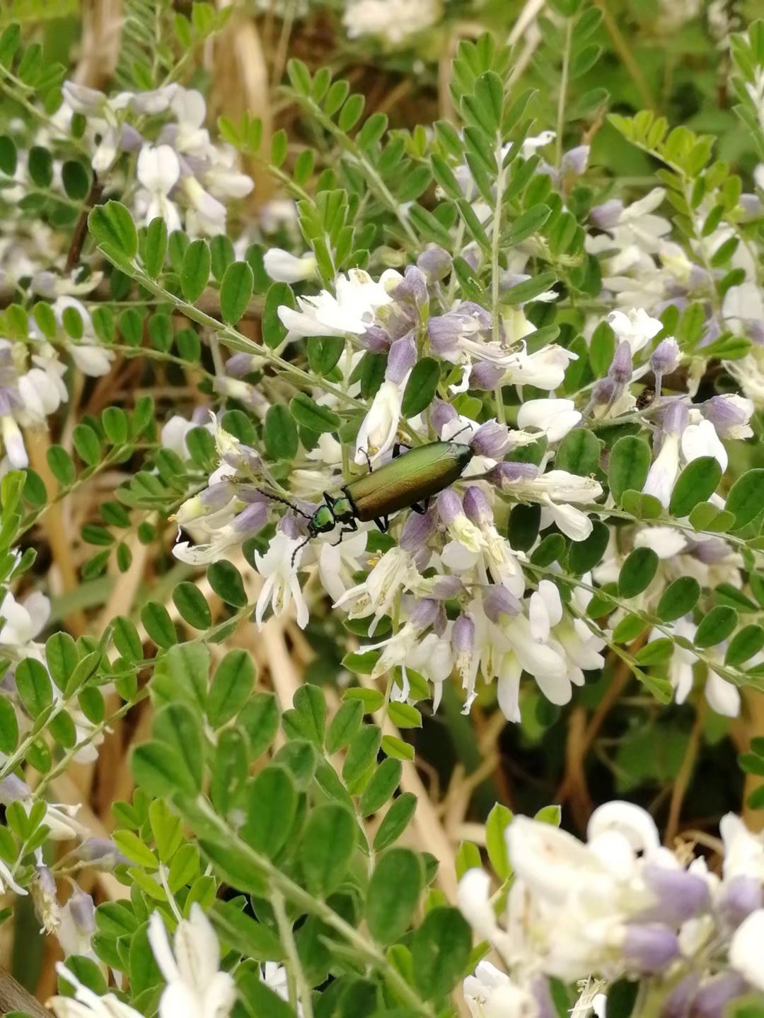 綠芫菁