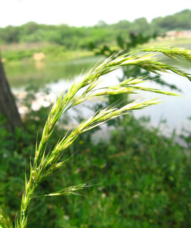 中華羊茅