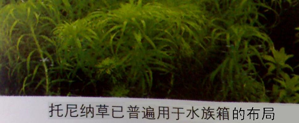 托尼納草