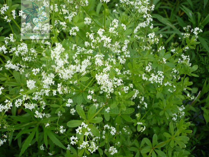 鈍葉拉拉藤（變種）