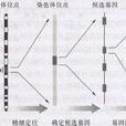 定位候選克隆