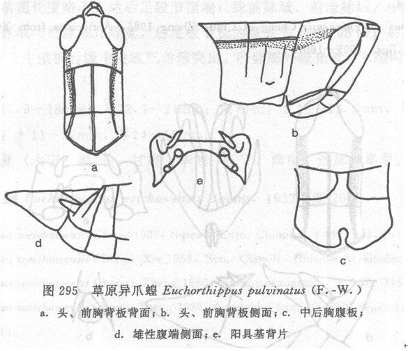 草原異爪蝗