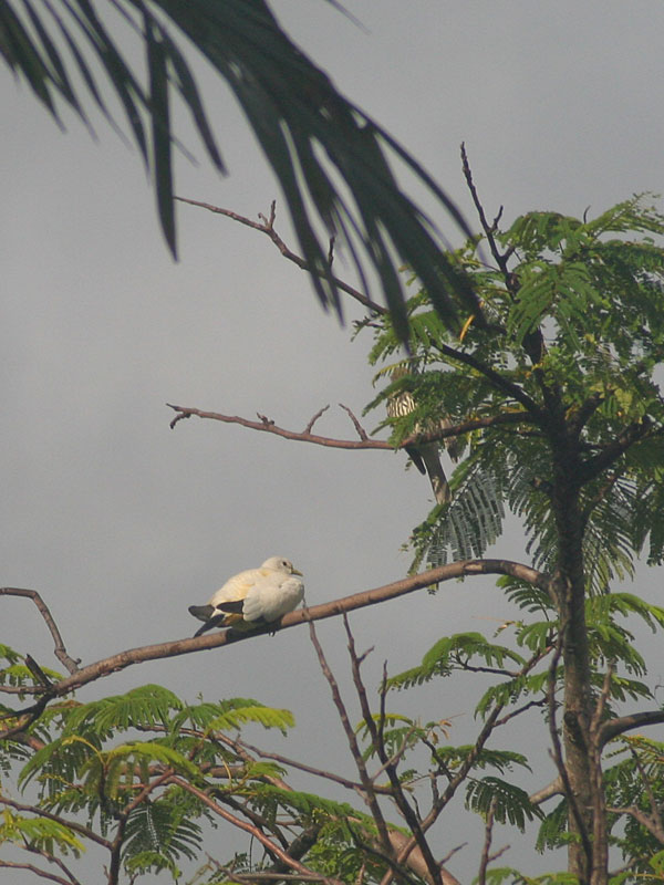 澳洲斑皇鳩