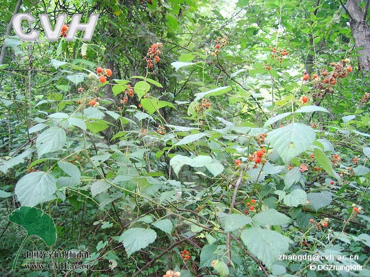 五葉白葉莓（變種）