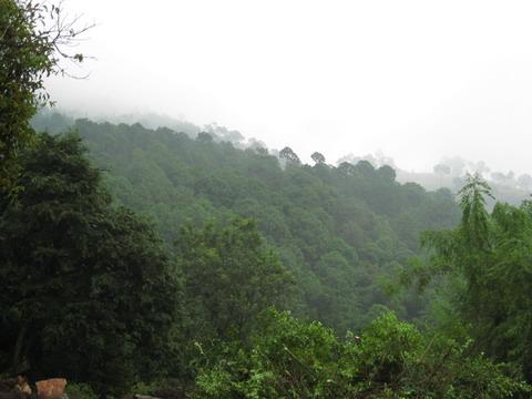 牛圏房村生態林