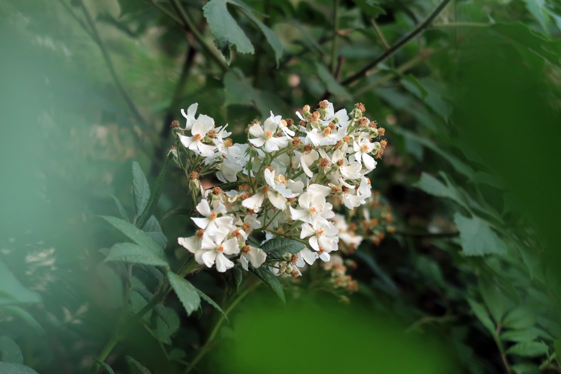 野薔薇