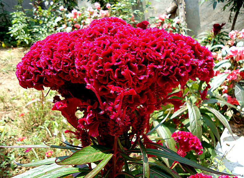 榮華雞冠花