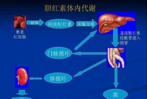 膽紅素代謝示意圖