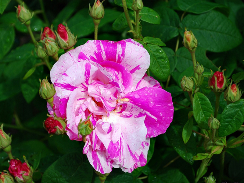 薔薇(薔薇科薔薇屬植物)