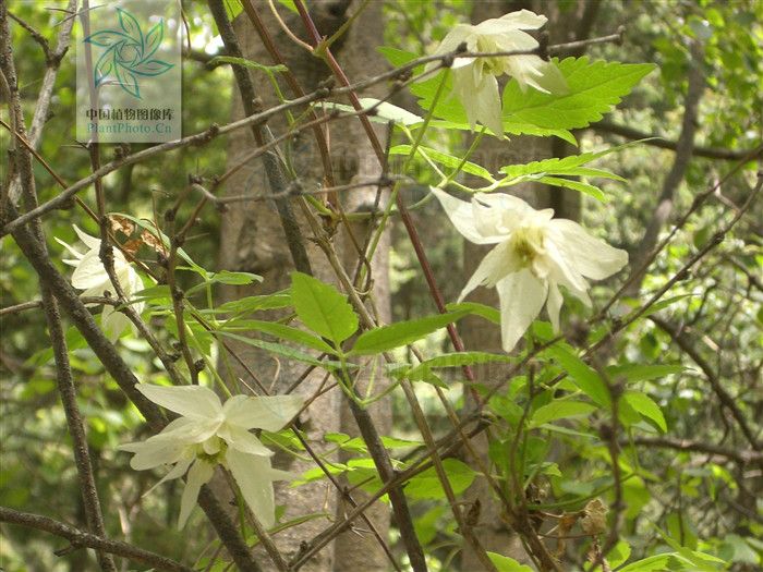 白花長瓣鐵線蓮（變種）