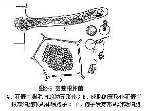 粘菌門