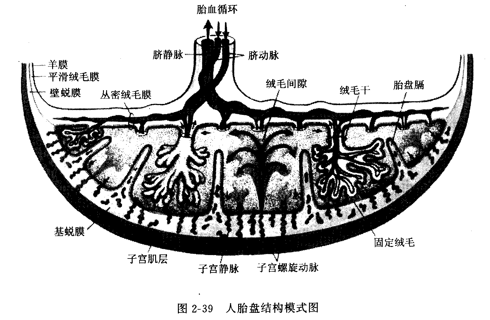 蛻膜組織