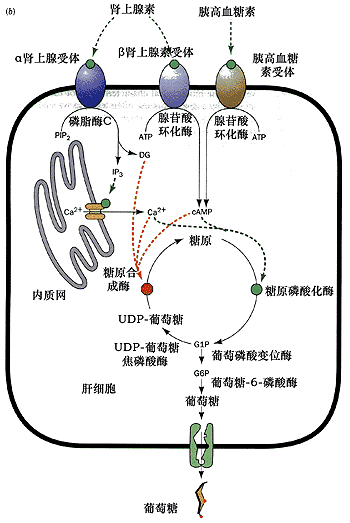 蛋白激酶C