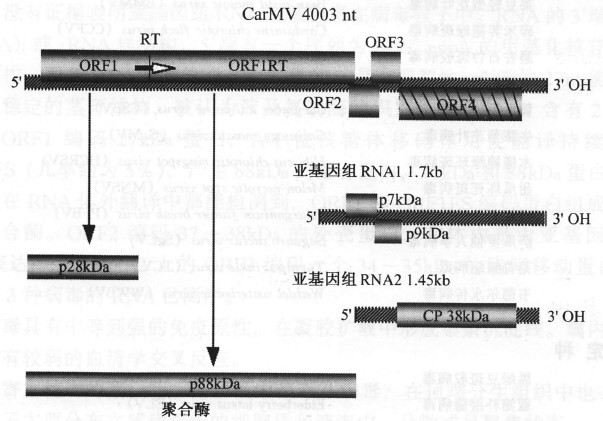 麝香石竹斑駁病毒的基因組及其產物