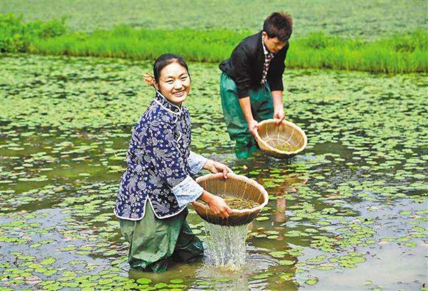 石柱蓴菜