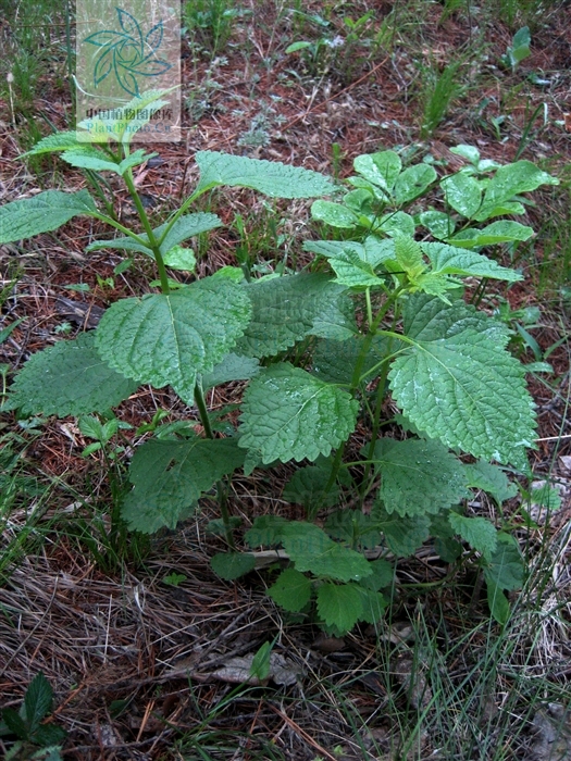 紫萼香茶菜