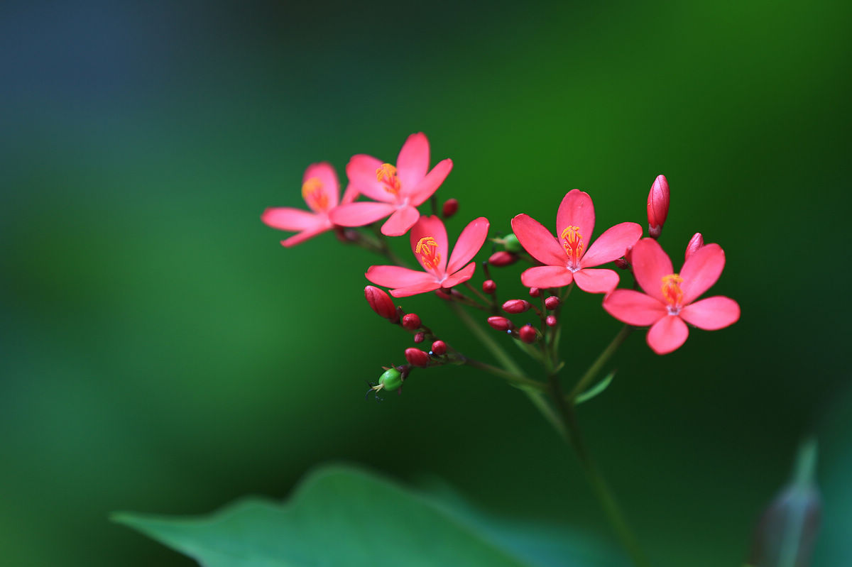 小小花