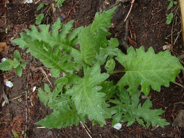 林風毛菊