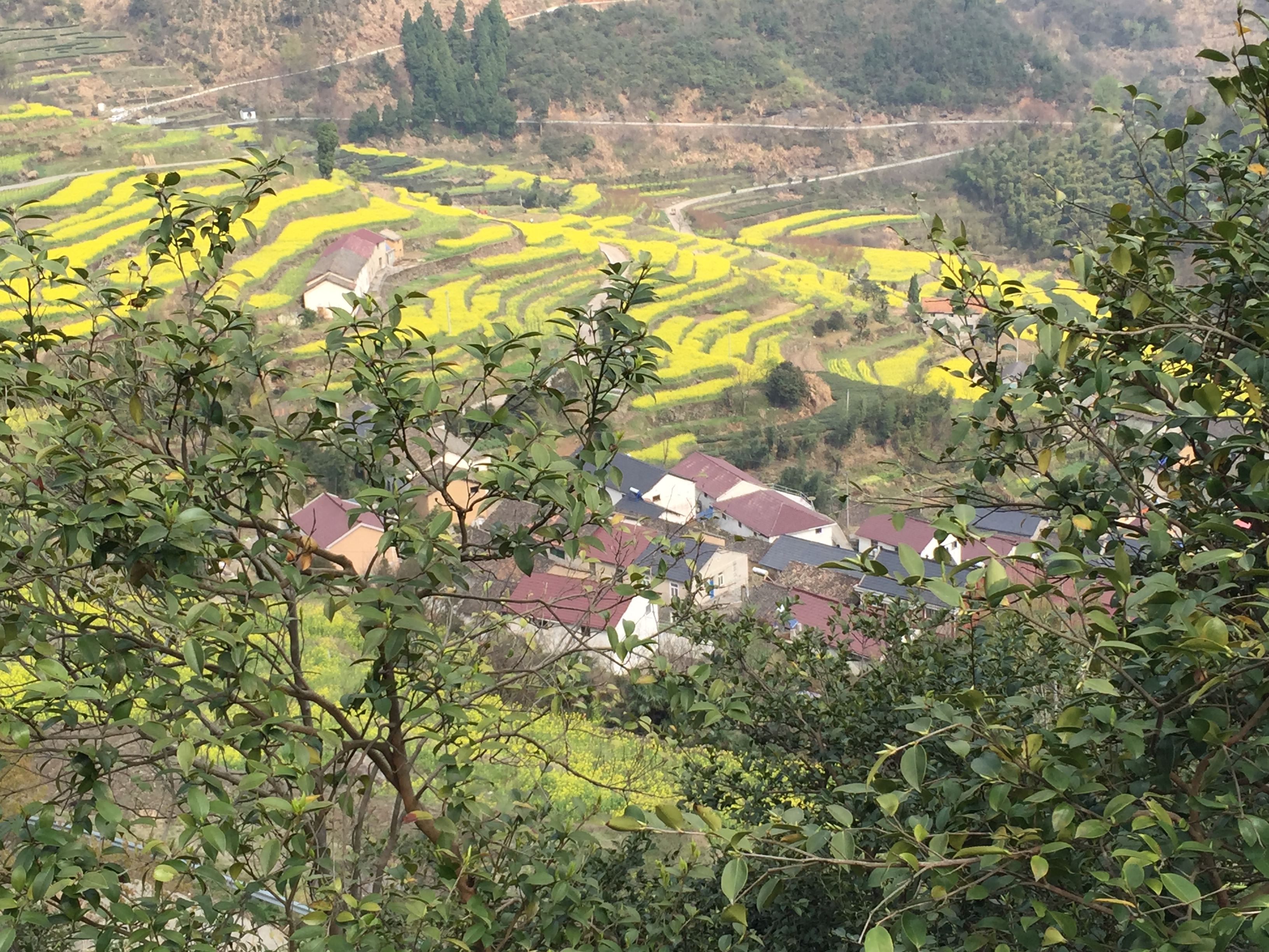 邵家胥嶺油菜花