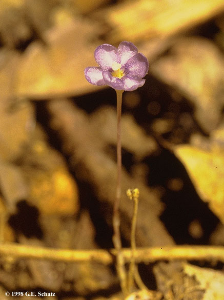 地蜂草